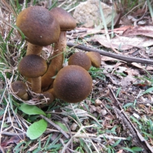 Armillaria sp. at Paddys River, ACT - 27 May 2020 10:11 AM