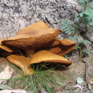 Gymnopilus junonius at Paddys River, ACT - 25 May 2020