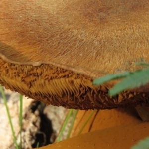 Gymnopilus junonius at Paddys River, ACT - 25 May 2020