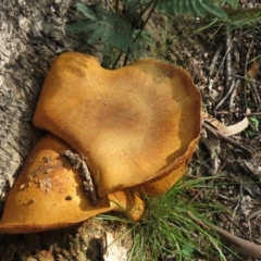 Gymnopilus junonius at Paddys River, ACT - 25 May 2020 12:10 PM