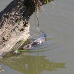 Hydromys chrysogaster (Rakali or Water Rat) at Fyshwick, ACT - 18 May 2020 by Lucylu243