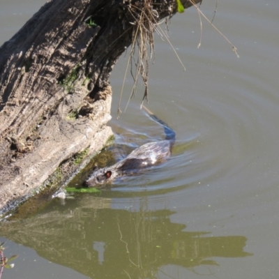 Hydromys chrysogaster (Rakali or Water Rat) at Jerrabomberra Wetlands - 17 May 2020 by Lucylu243