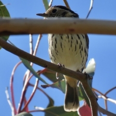 Pyrrholaemus sagittatus (Speckled Warbler) at Googong Reservoir - 27 Apr 2020 by Lucylu243