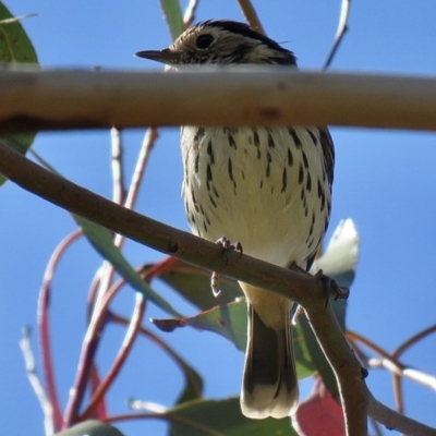 Pyrrholaemus sagittatus (Speckled Warbler) at Googong, NSW - 27 Apr 2020 by Lucylu243