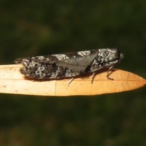 Lepidoscia adelopis, annosella and similar species at Macarthur, ACT - 27 May 2020