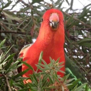 Alisterus scapularis at Macarthur, ACT - 27 May 2020