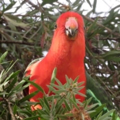 Alisterus scapularis (Australian King-Parrot) at Macarthur, ACT - 27 May 2020 by RodDeb