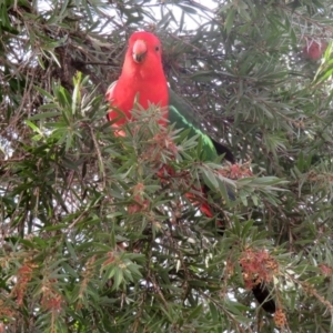 Alisterus scapularis at Macarthur, ACT - 27 May 2020