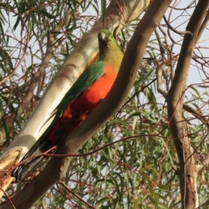 Alisterus scapularis at Macarthur, ACT - 27 May 2020