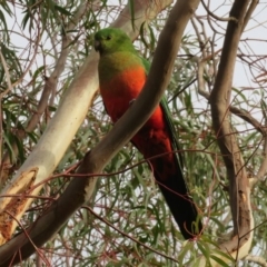 Alisterus scapularis at Macarthur, ACT - 27 May 2020