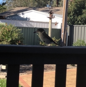 Cracticus torquatus at Wanniassa, ACT - 15 May 2020