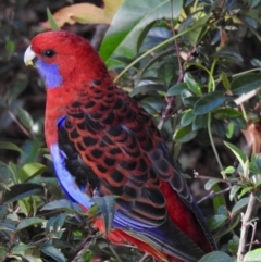 Platycercus elegans (Crimson Rosella) at Aranda, ACT - 27 May 2020 by KMcCue