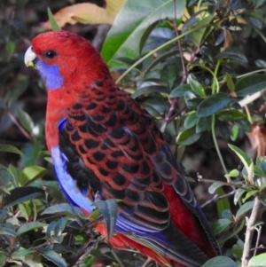 Platycercus elegans at Aranda, ACT - 27 May 2020