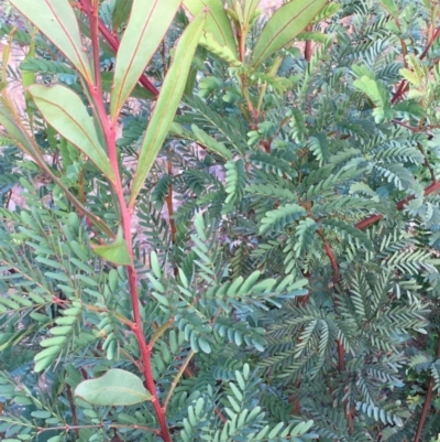 Acacia rubida (Red-stemmed Wattle, Red-leaved Wattle) at Kowen, ACT - 27 May 2020 by JaneR