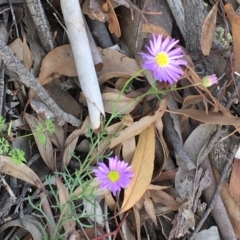 Brachyscome rigidula (Hairy Cut-leaf Daisy) at Kowen Escarpment - 27 May 2020 by JaneR