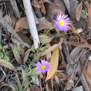 Brachyscome rigidula at Kowen, ACT - 27 May 2020 02:05 PM