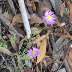 Brachyscome sp. (Cut-leaf daisy) at Kowen, ACT - 27 May 2020 by JaneR