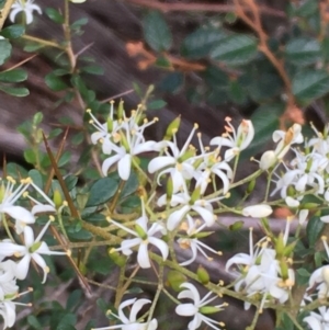 Bursaria spinosa at Kowen, ACT - 27 May 2020