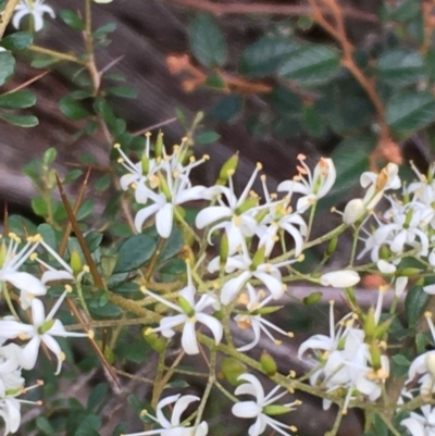 Bursaria spinosa (Native Blackthorn, Sweet Bursaria) at Kowen, ACT - 27 May 2020 by JaneR