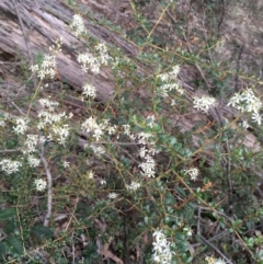 Bursaria spinosa at Kowen, ACT - 27 May 2020