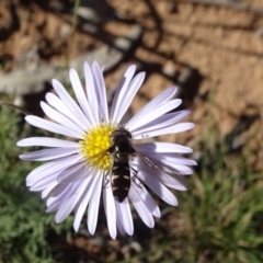 Syrphidae sp. (family) (Unidentified Hover fly) at Campbell, ACT - 17 May 2020 by JanetRussell