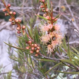 Callistemon sieberi at Kowen, ACT - 27 May 2020 12:59 PM