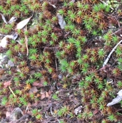 Polytrichaceae at Kowen Escarpment - 27 May 2020 by JaneR