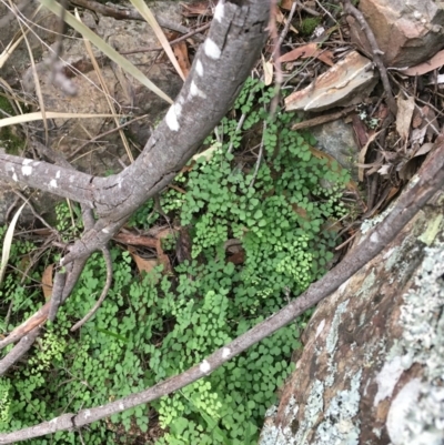 Adiantum aethiopicum (Common Maidenhair Fern) at Kowen, ACT - 27 May 2020 by JaneR