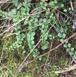 Asplenium flabellifolium at Kowen, ACT - 27 May 2020 02:44 PM