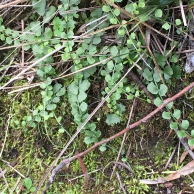 Asplenium flabellifolium (Necklace Fern) at Kowen, ACT - 27 May 2020 by JaneR