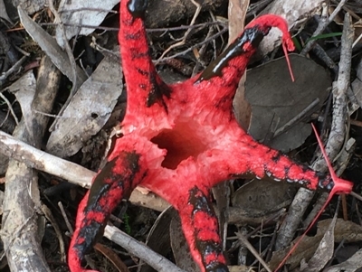 Clathrus archeri (Seastar Stinkhorn) at Kowen, ACT - 27 May 2020 by JaneR