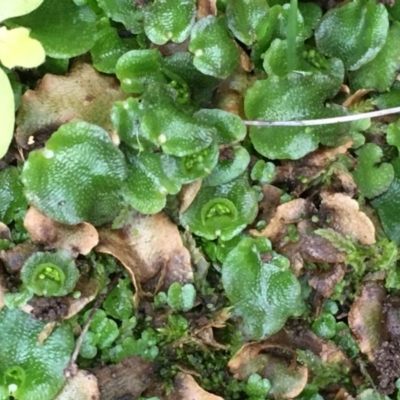 Lunularia cruciata (A thallose liverwort) at Kowen Escarpment - 27 May 2020 by JaneR