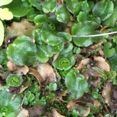 Lunularia cruciata (A thallose liverwort) at Kowen, ACT - 27 May 2020 by JaneR