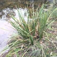 Lomandra longifolia (Spiny-headed Mat-rush, Honey Reed) at Kowen, ACT - 27 May 2020 by JaneR