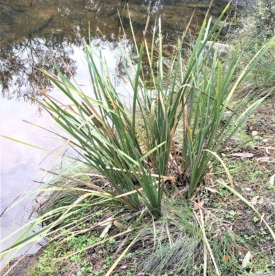 Lomandra longifolia (Spiny-headed Mat-rush, Honey Reed) at Kowen, ACT - 27 May 2020 by JaneR