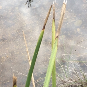 Lomandra longifolia at Kowen, ACT - 27 May 2020