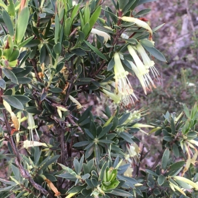 Styphelia triflora (Five-corners) at Kowen, ACT - 27 May 2020 by JaneR