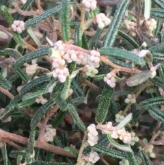 Pomaderris angustifolia (Pomaderris) at Kowen, ACT - 27 May 2020 by JaneR