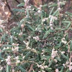 Pomaderris angustifolia at Canberra Airport, ACT - 27 May 2020 03:48 PM