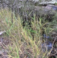 Phragmites australis (Common reed) at Kowen Escarpment - 27 May 2020 by JaneR