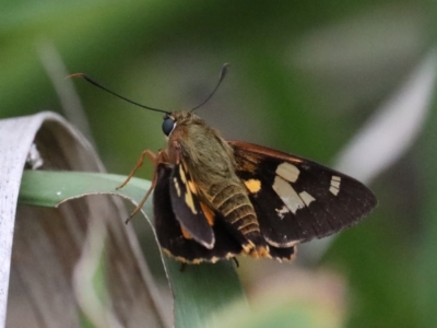 Trapezites symmomus (Splendid Ochre) at Dolphin Point, NSW - 21 Mar 2020 by jb2602