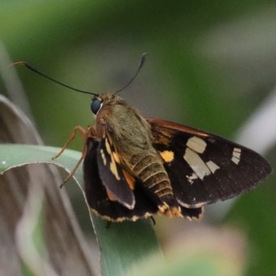 Trapezites symmomus (Splendid Ochre) at Dolphin Point, NSW - 21 Mar 2020 by jb2602