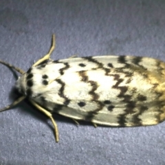 Hectobrocha pentacyma (Five-banded Footman) at Mollymook Beach, NSW - 21 Mar 2020 by jb2602