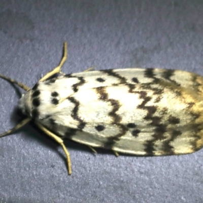 Hectobrocha pentacyma (Five-banded Footman) at Mollymook Beach, NSW - 21 Mar 2020 by jb2602