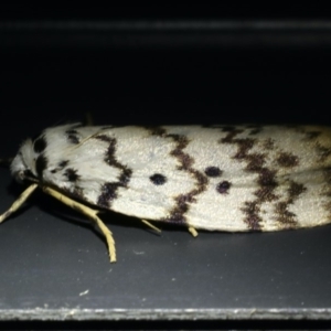 Hectobrocha pentacyma at Mollymook Beach, NSW - 21 Mar 2020 08:44 PM