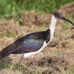 Threskiornis spinicollis (Straw-necked Ibis) at Fyshwick, ACT - 24 May 2020 by Tim L