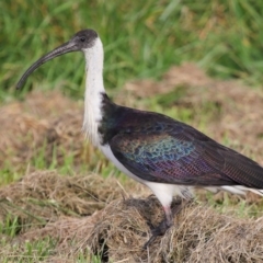 Threskiornis spinicollis at Fyshwick, ACT - 25 May 2020