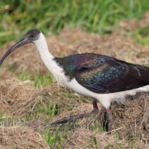 Threskiornis spinicollis at Fyshwick, ACT - 25 May 2020