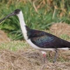 Threskiornis spinicollis at Fyshwick, ACT - 25 May 2020