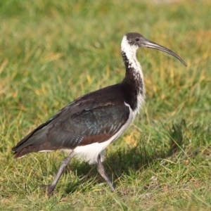 Threskiornis spinicollis at Fyshwick, ACT - 25 May 2020